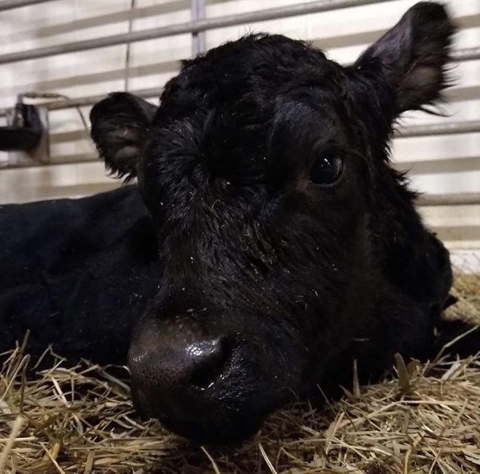 17th January 2020 Leonardo