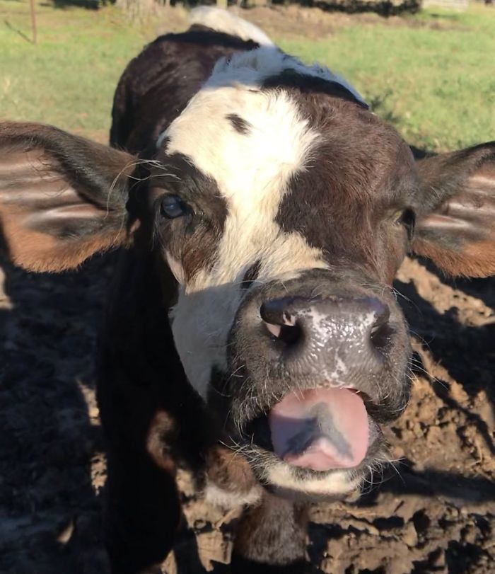 22nd January 2020 Gypsy