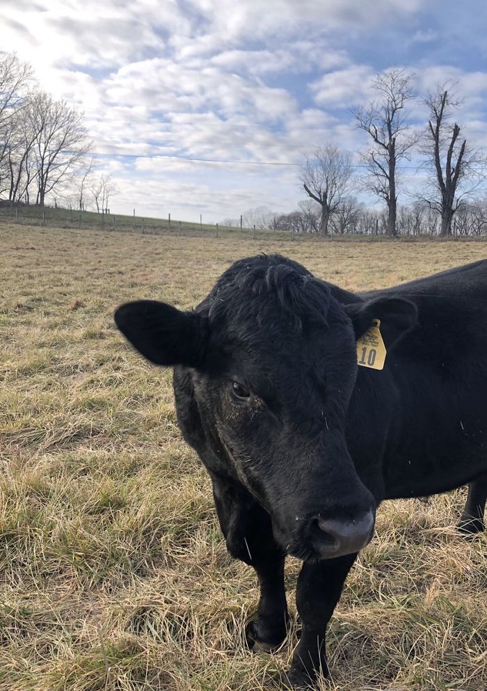 24th January 2020 Bud The Bull