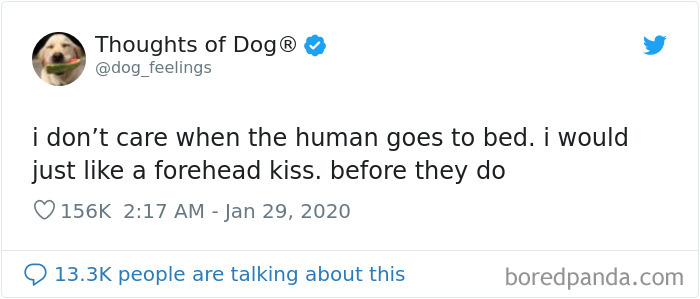 Dog Thoughts