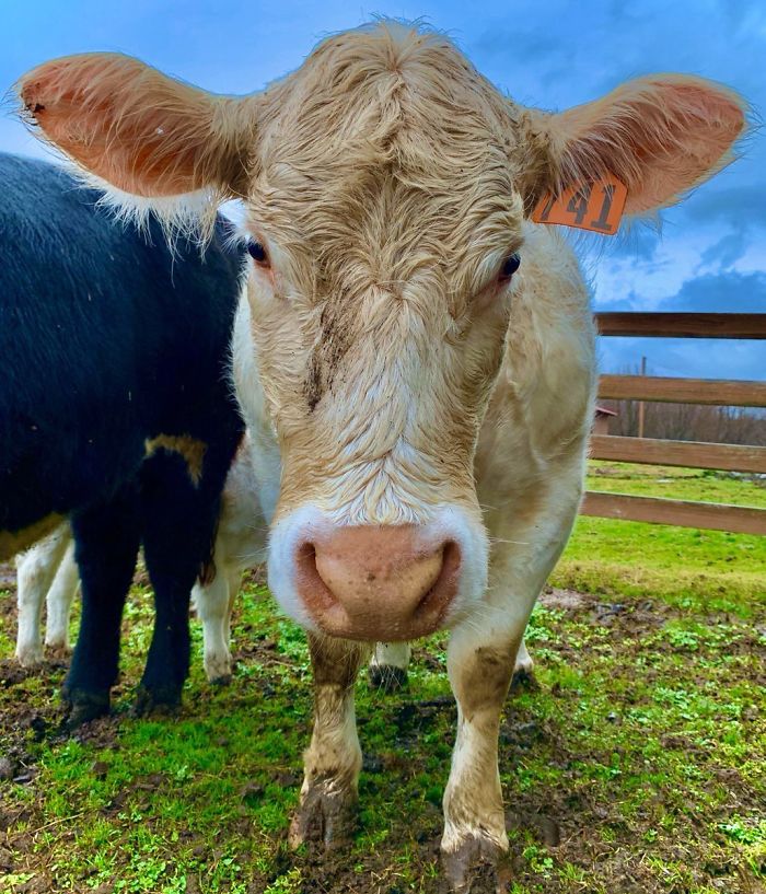 31st January 2020 Angelina