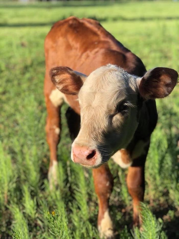 4th February 2020 Lets Show Some Love For Loki Who Is Blind