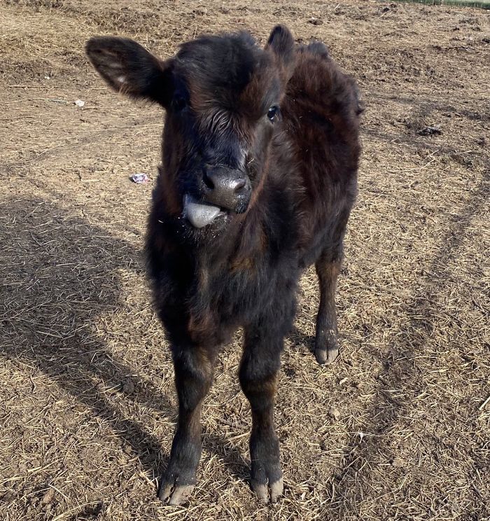 10th February 2020 Baby (Proving You Be A V Popular Cute Cow Name)