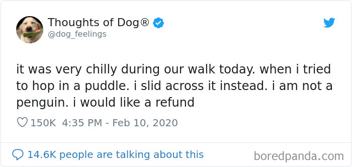 Dog Thoughts