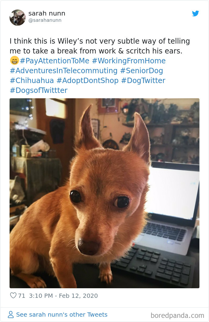 Pet-Coworkers-Quarantine