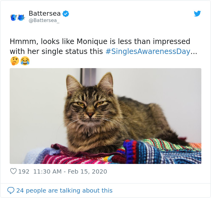 Shelter Workers Organize This Cat&rsquo;s Birthday Hoping Someone Will Adopt Her, But No One Turns Up