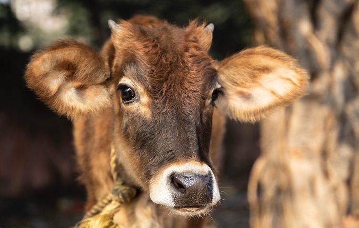 23rd February 2020 This Cutie Is From Calcutta,india