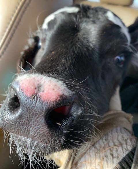 27th February 2020 Whiskers