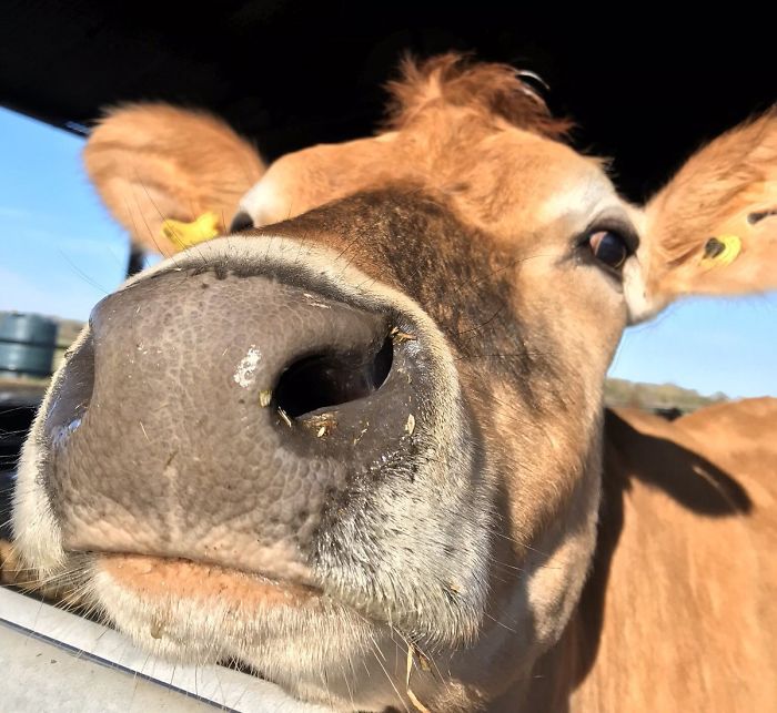 29th February 2020 Daisy The Jersey Cow