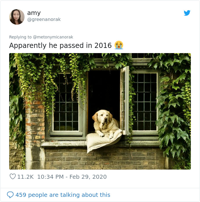 After 'The Most Photographed Dog In Bruges' Passes Away, People Are Sharing Photos Of Him Throughout The Years