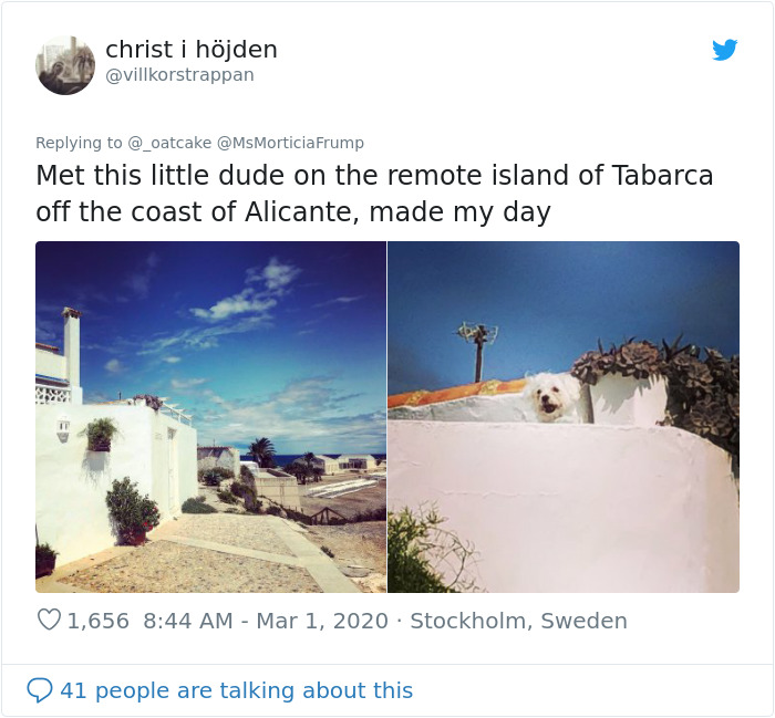 After 'The Most Photographed Dog In Bruges' Passes Away, People Are Sharing Photos Of Him Throughout The Years After 'The Most Photographed Dog In Bruges' Passes Away, People Are Sharing Photos Of Him Throughout The Years