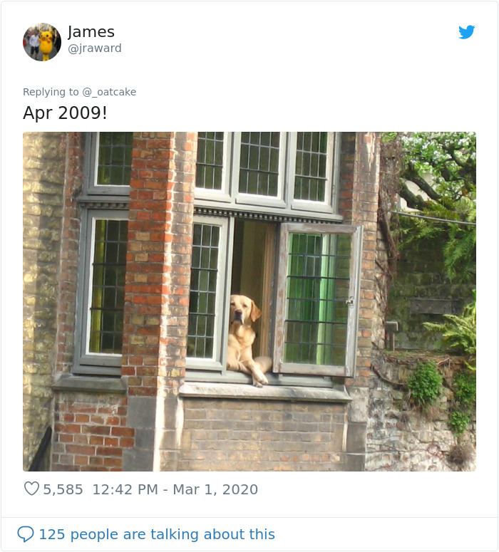 After 'The Most Photographed Dog In Bruges' Passes Away, People Are Sharing Photos Of Him Throughout The Years After 'The Most Photographed Dog In Bruges' Passes Away, People Are Sharing Photos Of Him Throughout The Years