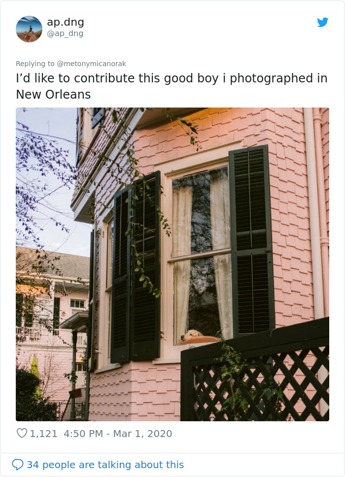 After 'The Most Photographed Dog In Bruges' Passes Away, People Are Sharing Photos Of Him Throughout The Years After 'The Most Photographed Dog In Bruges' Passes Away, People Are Sharing Photos Of Him Throughout The Years