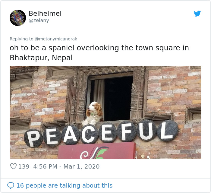 After 'The Most Photographed Dog In Bruges' Passes Away, People Are Sharing Photos Of Him Throughout The Years After 'The Most Photographed Dog In Bruges' Passes Away, People Are Sharing Photos Of Him Throughout The Years