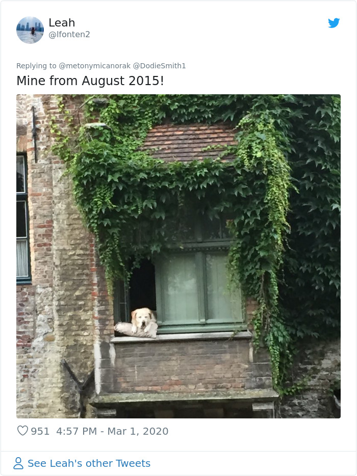 After 'The Most Photographed Dog In Bruges' Passes Away, People Are Sharing Photos Of Him Throughout The Years After 'The Most Photographed Dog In Bruges' Passes Away, People Are Sharing Photos Of Him Throughout The Years