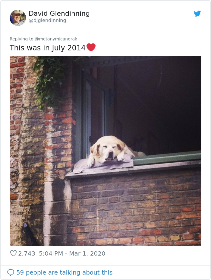 After 'The Most Photographed Dog In Bruges' Passes Away, People Are Sharing Photos Of Him Throughout The Years