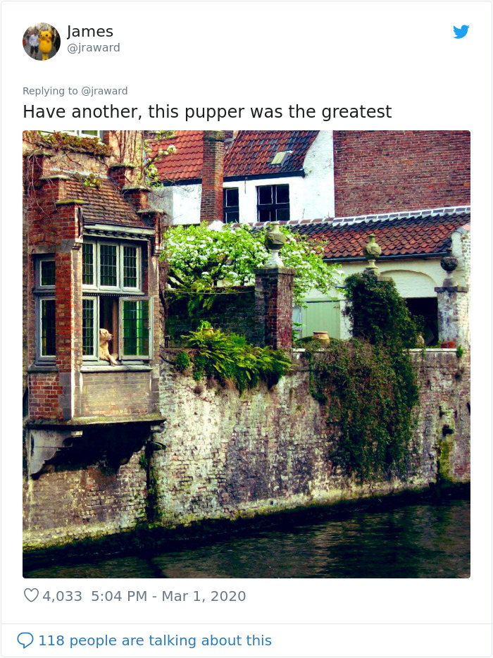 After 'The Most Photographed Dog In Bruges' Passes Away, People Are Sharing Photos Of Him Throughout The Years After 'The Most Photographed Dog In Bruges' Passes Away, People Are Sharing Photos Of Him Throughout The Years