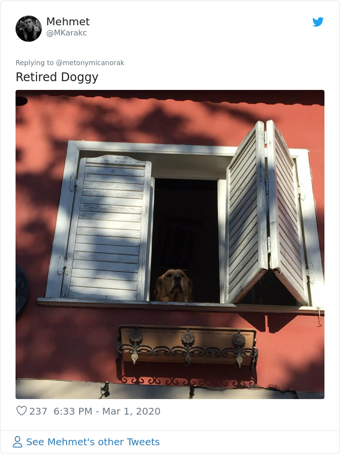 After 'The Most Photographed Dog In Bruges' Passes Away, People Are Sharing Photos Of Him Throughout The Years