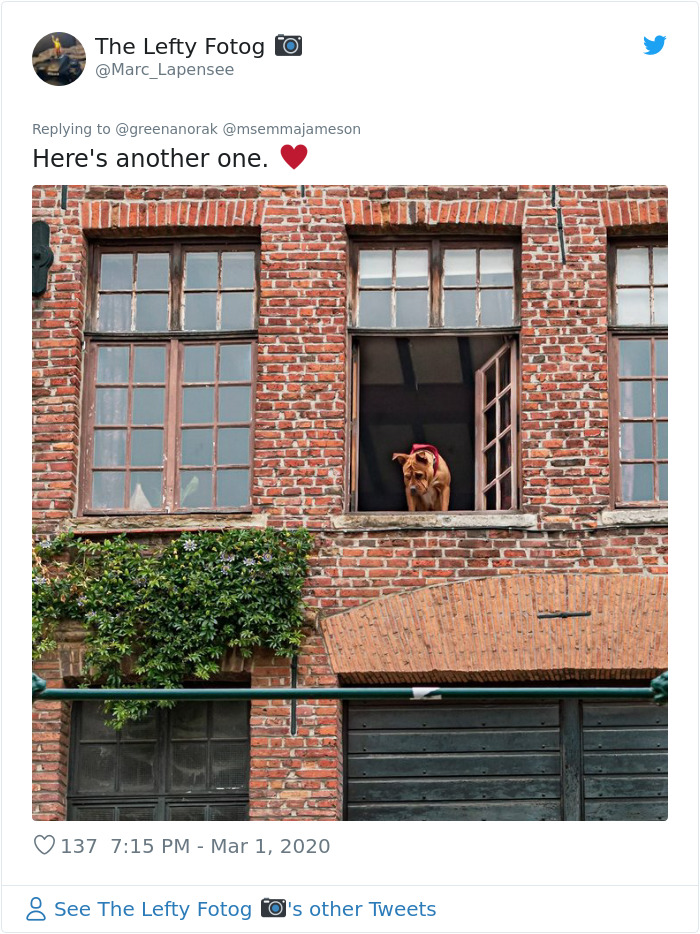 After 'The Most Photographed Dog In Bruges' Passes Away, People Are Sharing Photos Of Him Throughout The Years