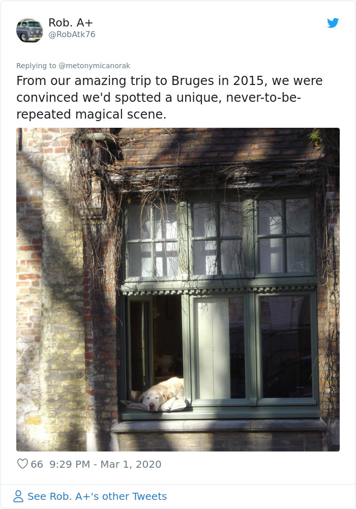 After 'The Most Photographed Dog In Bruges' Passes Away, People Are Sharing Photos Of Him Throughout The Years After 'The Most Photographed Dog In Bruges' Passes Away, People Are Sharing Photos Of Him Throughout The Years