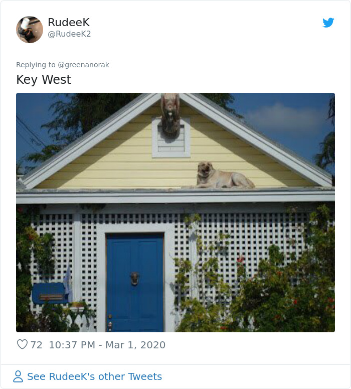 After 'The Most Photographed Dog In Bruges' Passes Away, People Are Sharing Photos Of Him Throughout The Years