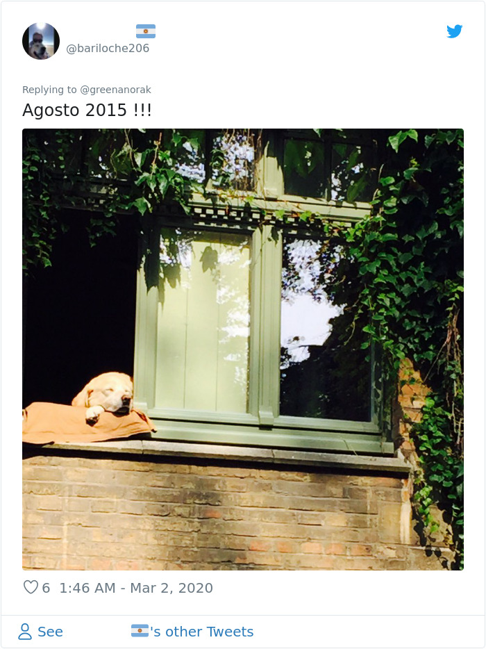 After 'The Most Photographed Dog In Bruges' Passes Away, People Are Sharing Photos Of Him Throughout The Years