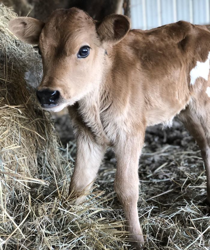 3rd March 2020 Cream Puff ( Just 6 Days Old)