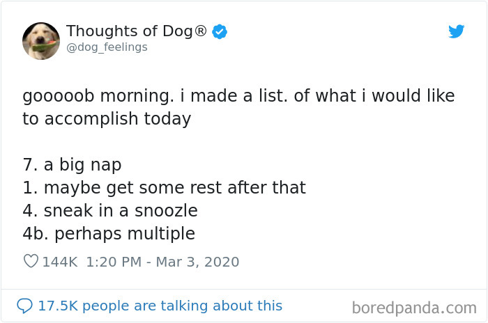 Dog Thoughts