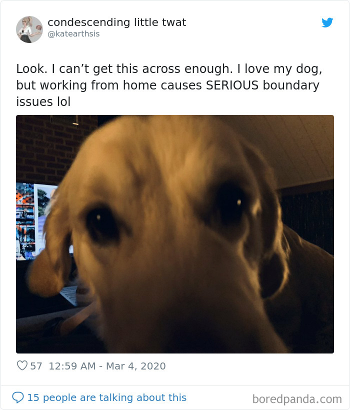 Pet-Coworkers-Quarantine