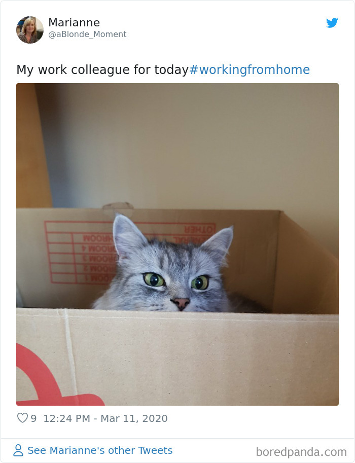 Pet-Coworkers-Quarantine