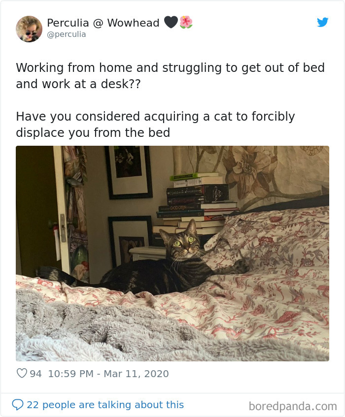 Pet-Coworkers-Quarantine