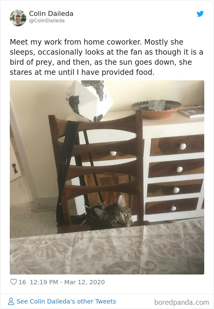 Pet-Coworkers-Quarantine