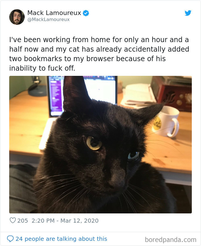Pet-Coworkers-Quarantine