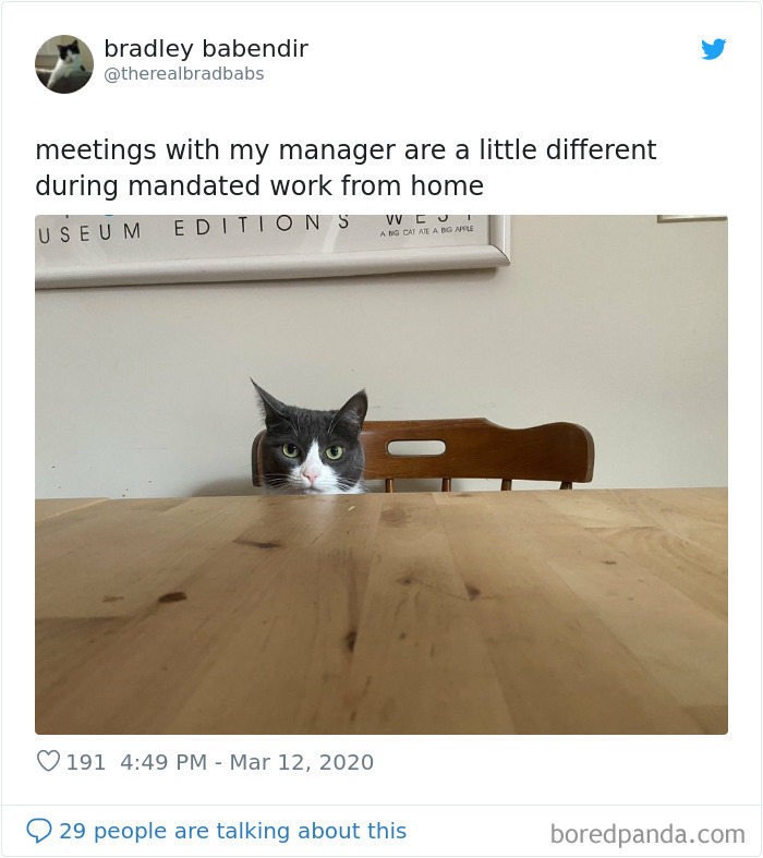 Pet-Coworkers-Quarantine