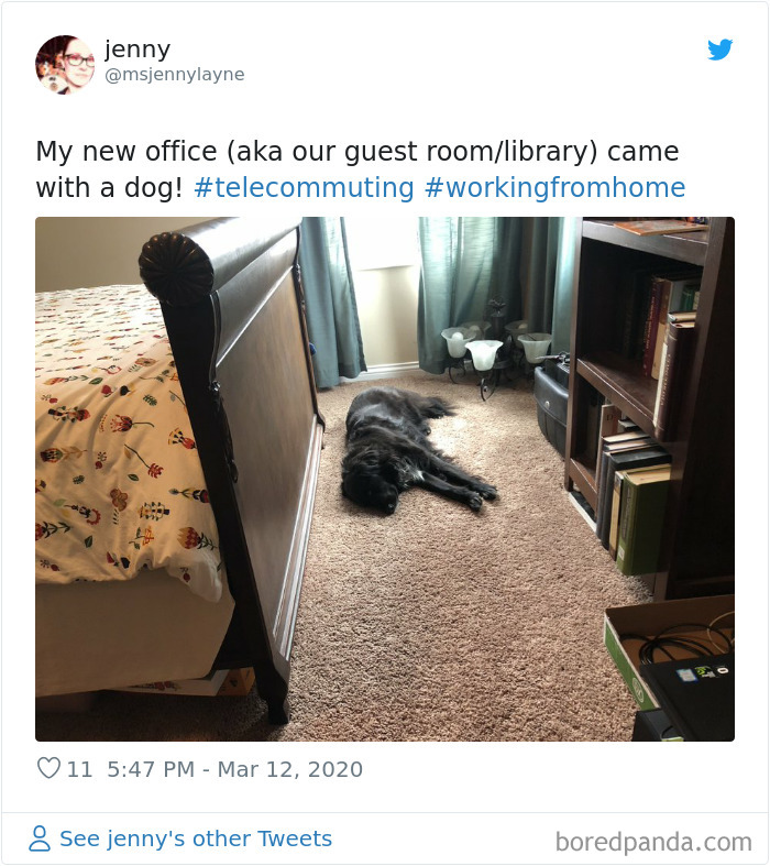 Pet-Coworkers-Quarantine