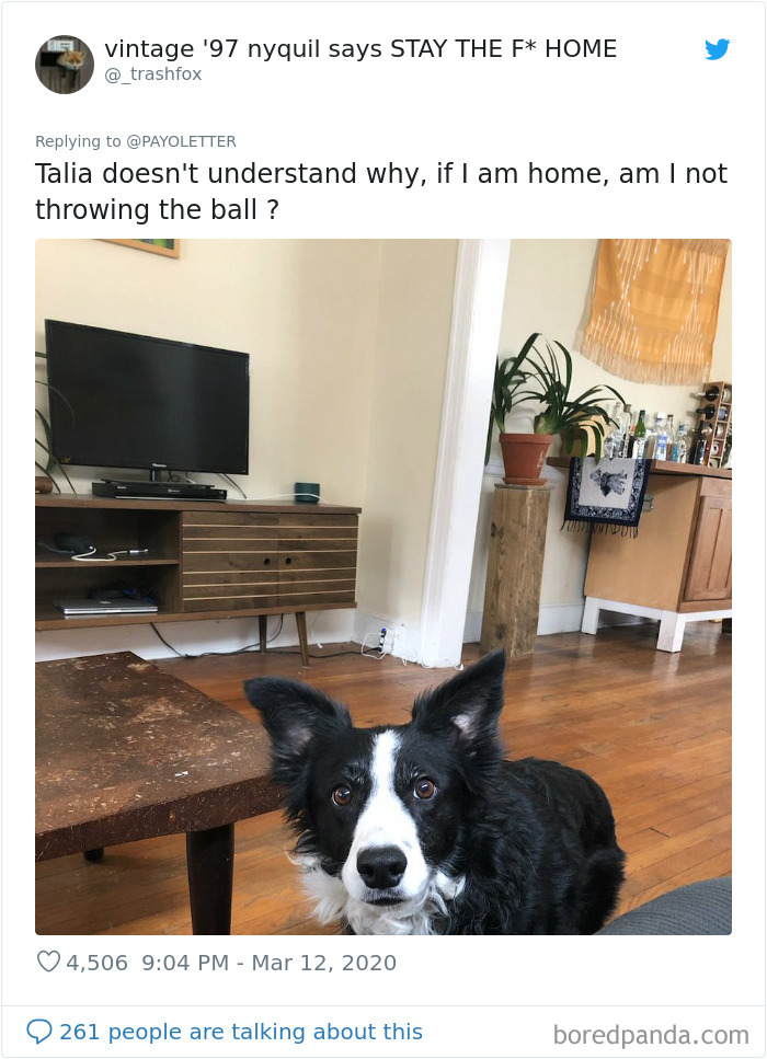 People Working From Home Share Pics Of Their 'New' Four-Legged Coworkers In 70 Adorable Posts