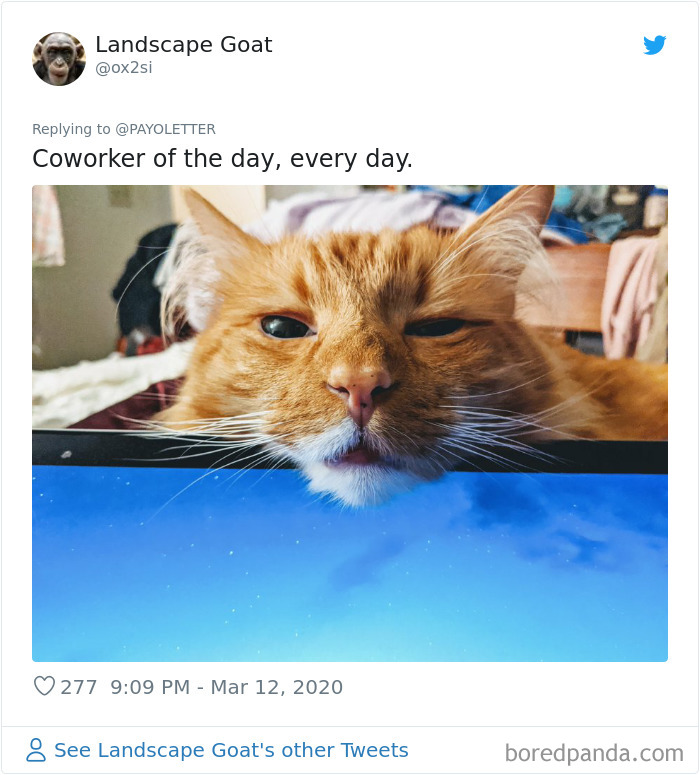 Pet-Coworkers-Quarantine