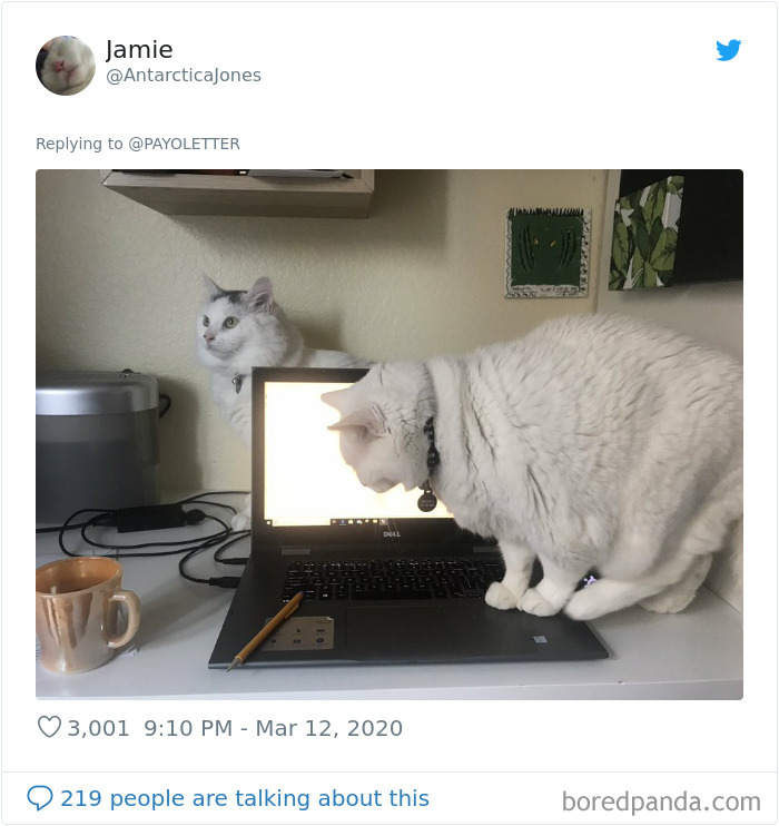 Pet-Coworkers-Quarantine