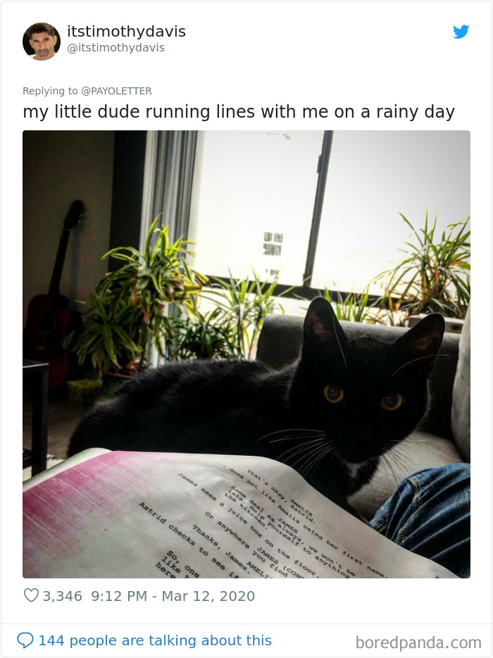 Pet-Coworkers-Quarantine