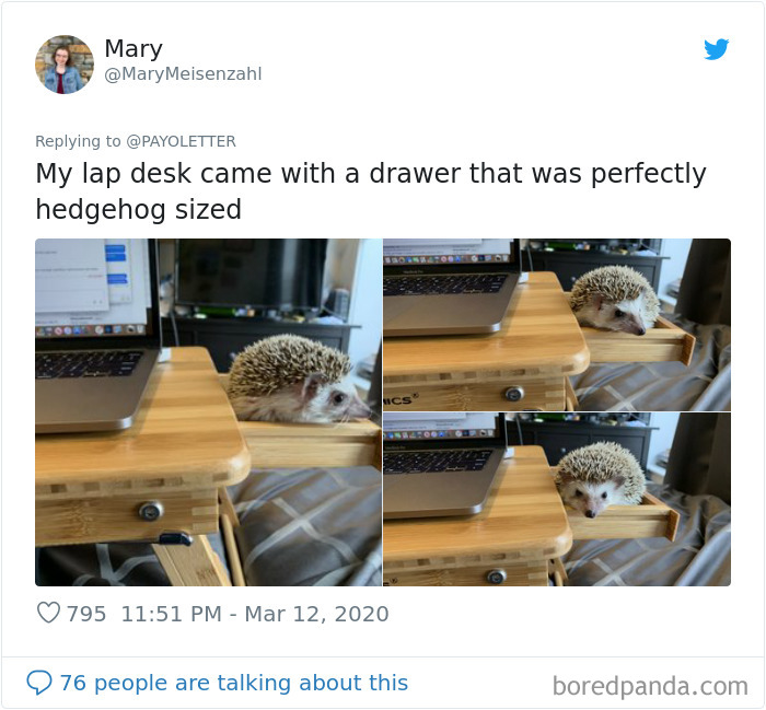 Pet-Coworkers-Quarantine