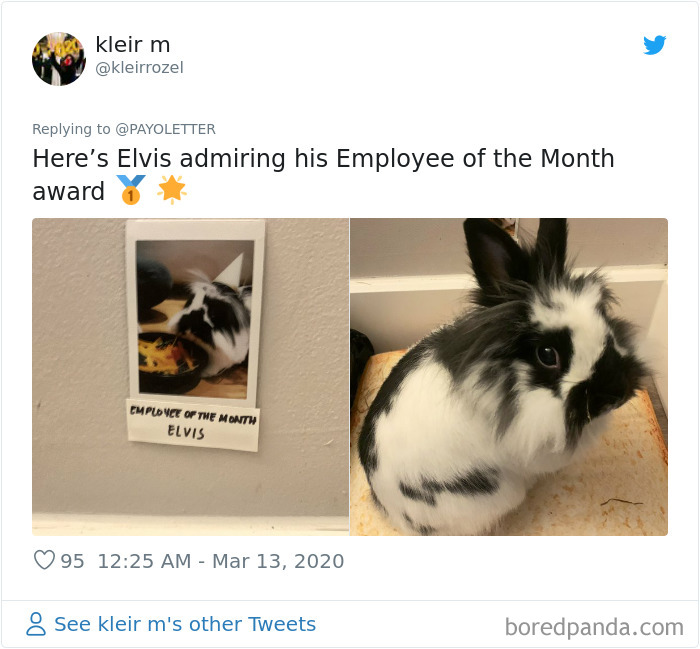 People Working From Home Share Pics Of Their 'New' Four-Legged Coworkers In 70 Adorable Posts