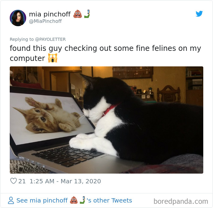 People Working From Home Share Pics Of Their 'New' Four-Legged Coworkers In 70 Adorable Posts