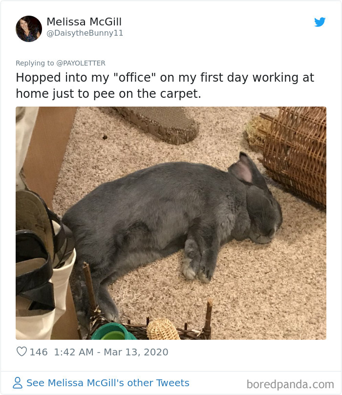 People Working From Home Share Pics Of Their 'New' Four-Legged Coworkers In 70 Adorable Posts