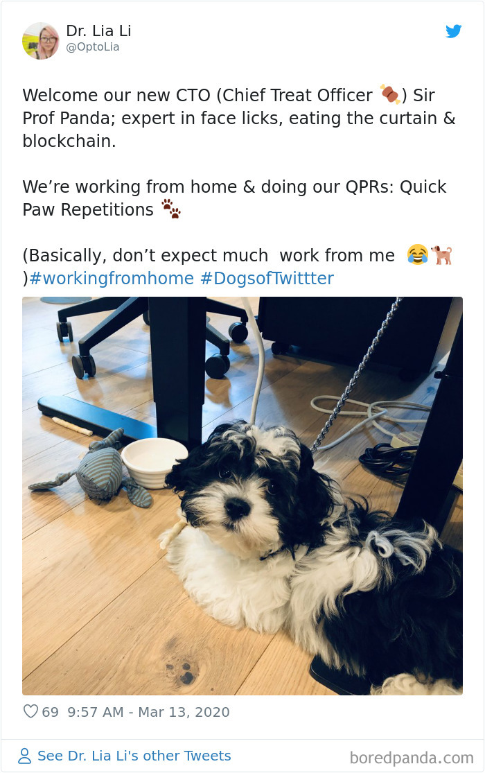 Pet-Coworkers-Quarantine
