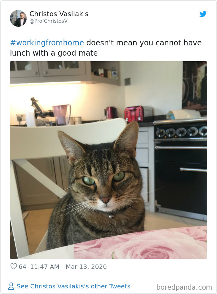 Pet-Coworkers-Quarantine