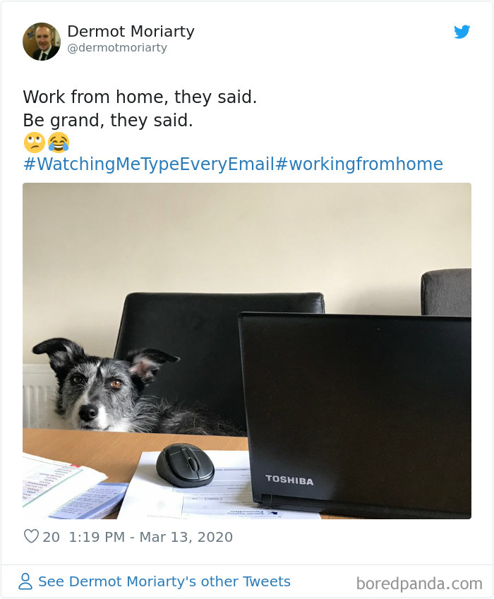 Pet-Coworkers-Quarantine