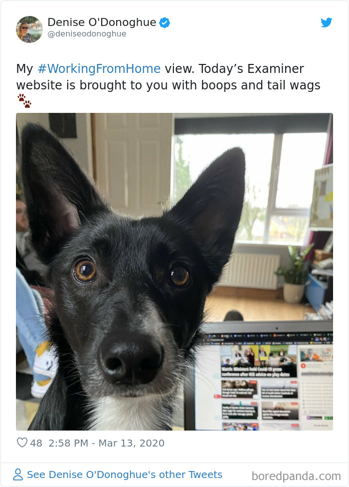 Pet-Coworkers-Quarantine