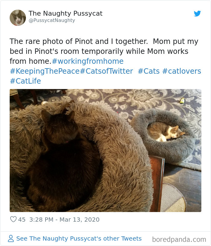 Pet-Coworkers-Quarantine