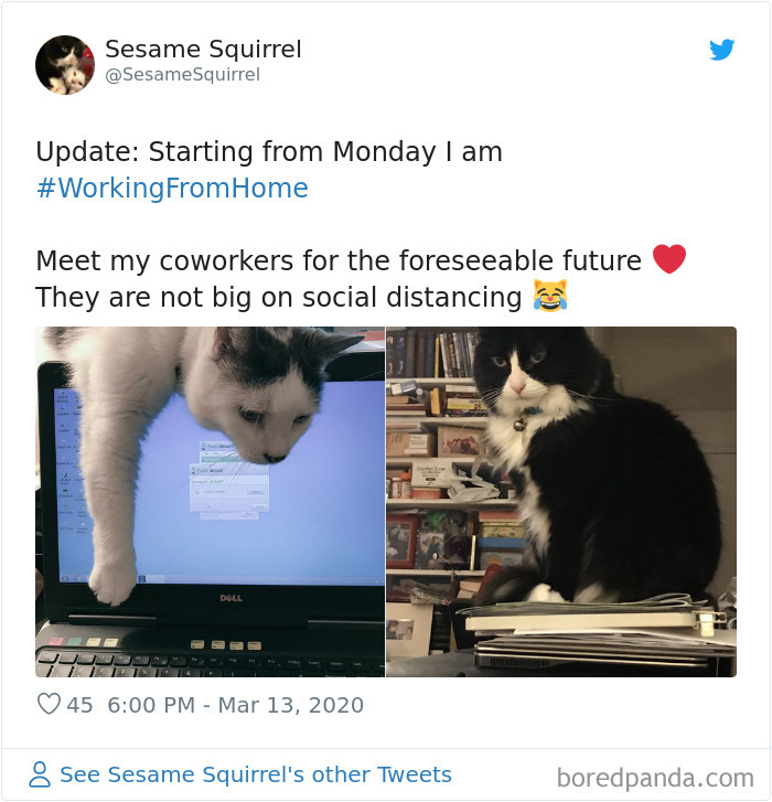 Pet-Coworkers-Quarantine