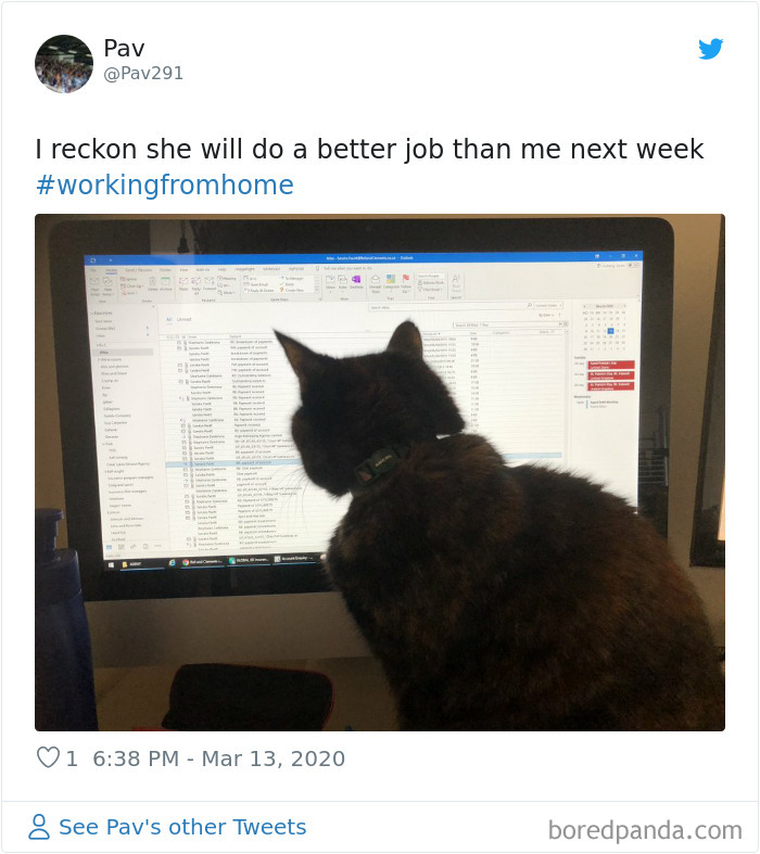 Pet-Coworkers-Quarantine